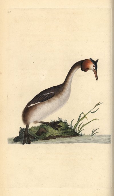 Great Crested Grebe, Podiceps cristatus by Edward Donovan