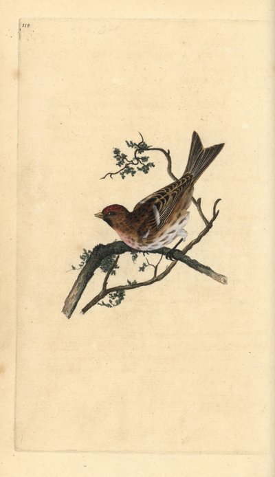 Lesser Redpoll, Carduelis cabaret. Handcoloured copperplate drawn and engraved by Edward Donovan from his Natural History of British Birds, London by Edward Donovan
