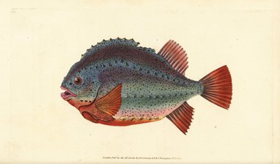 Lumpsucker or lumpfish, Cyclopterus lumpus by Edward Donovan