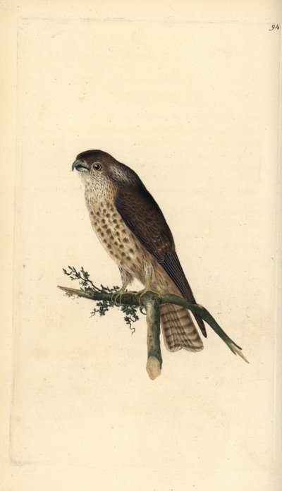 Merlin, Falco columbarius by Edward Donovan