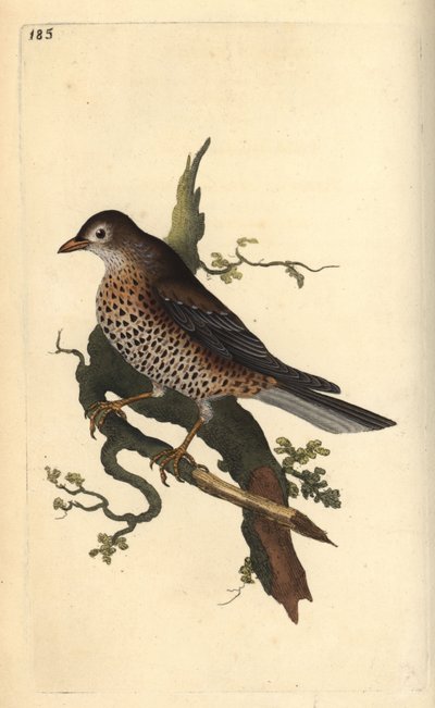Mistle Thrush, Turdus viscivorus by Edward Donovan