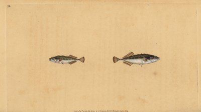 Ninespine Stickleback, Pungitius Pungitius. Handcoloured Copperplate Drawn and Engraved by Edward Donovan from His Natural History of British Fishes by Edward Donovan