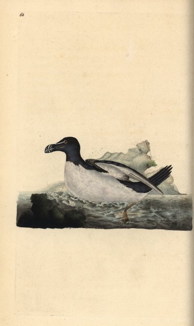 Razorbill, Alca torda. Handcoloured copperplate from Natural History of British Birds, London by Edward Donovan