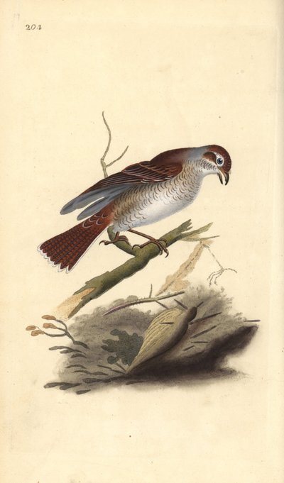 Red-Backed Shrike (Female) by Edward Donovan