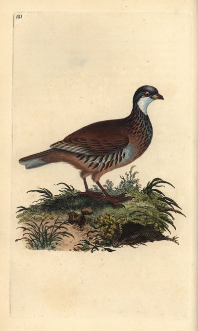 Red-legged partridge, Alectoris rufa by Edward Donovan
