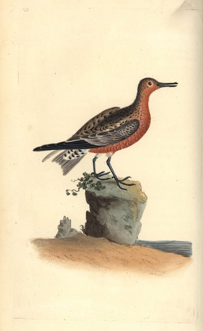 Red knot, Calidris canutus. Handcoloured copperplate from Natural History of British Birds, London by Edward Donovan