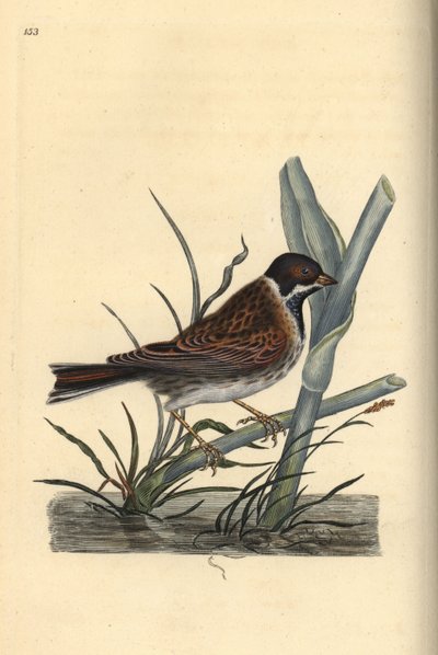 Reed Bunting, Emberiza schoeniculus. Handcoloured copperplate drawn and engraved by Edward Donovan from his Natural History of British Birds, London by Edward Donovan