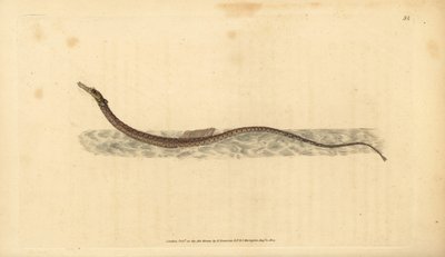 Sargassum Pipefish or Pelagic Pipefish. Handcoloured Copperplate Drawn and Engraved by Edward Donovan from His Natural History of British Fishes by Edward Donovan