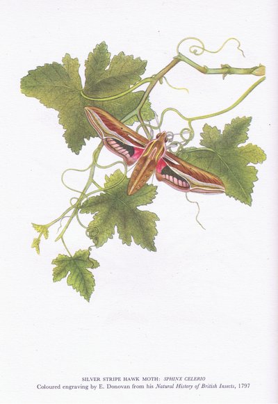 Silver Stripe Hawk Moth, Shinx Celerio, Nature in Britain published by Collins by Edward Donovan