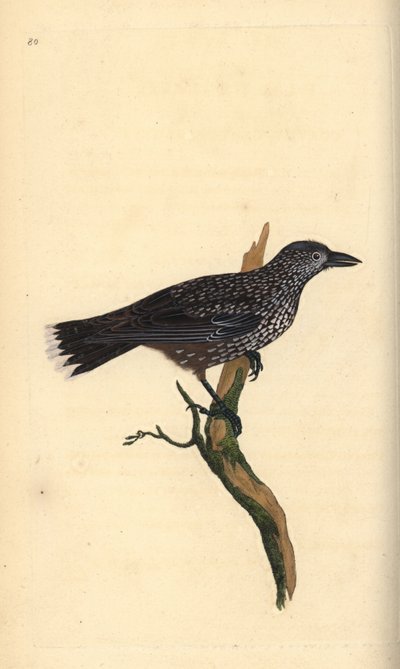 Spotted nutcracker, Nucifraga caryocatactes. Handcoloured copperplate from Natural History of British Birds, London by Edward Donovan