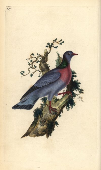 Stock dove or pigeon, Columba oenas by Edward Donovan