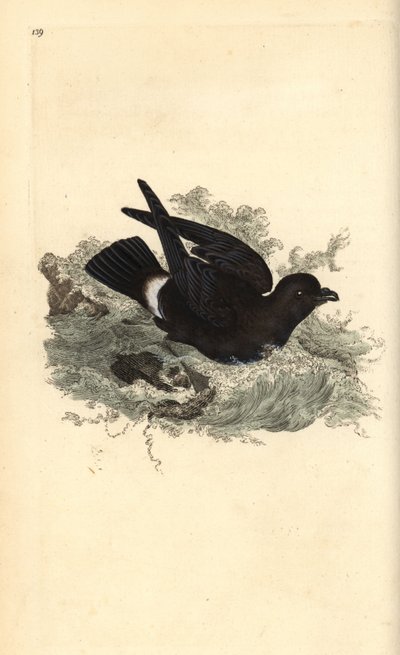 Storm Petrel, Hydrobates pelagicus. Handcoloured copperplate drawn and engraved by Edward Donovan from his Natural History of British Birds, London by Edward Donovan
