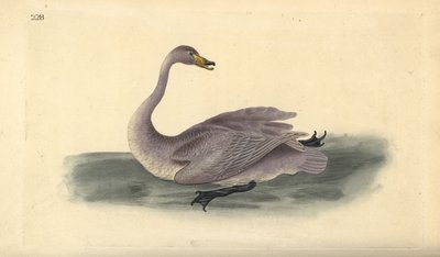 Wild Swan (Immature), Cygnus Cygnus, with Plumage in Transition Stage to White. Handcoloured Copperplate Drawn and Engraved by Edward Donovan from His Own 