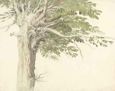 Study of a Pollarded Tree - a Willow by Edward Duncan