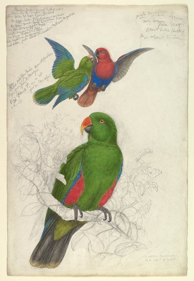Eclectus Roratus Polychloros by Edward Lear