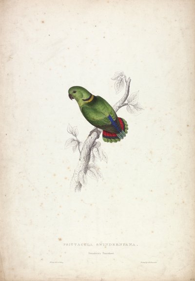 Psittacula Swinderniana. Swindern