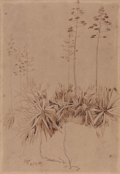 Reggio by Edward Lear