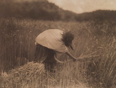 The Apache Reaper by Edward S. Curtis
