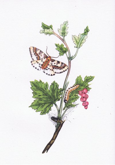 Magpie or Currant Moth, Nature in Britain by Edward after Donovan