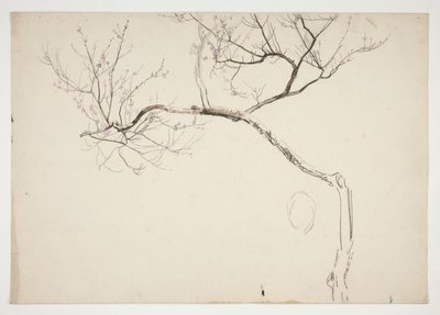 Sketch of a flowering tree by Edwin Austin Abbey