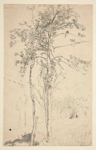Study of Two Trees by Edwin Austin Abbey