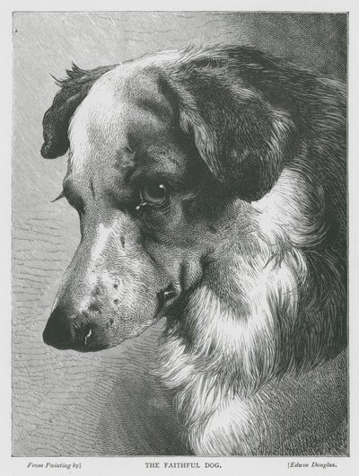 The Faithful Dog by Edwin Douglas