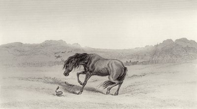 Startled! by Edwin Landseer