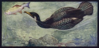 A Cormorant and his Prey by Edwin Noble
