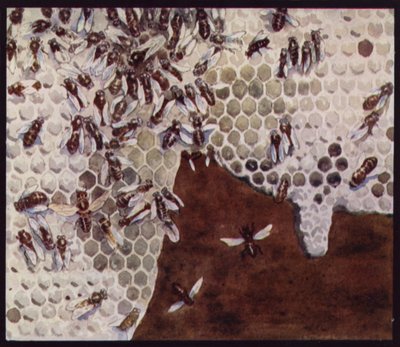 Bees at Work on the Honeycomb by Edwin Noble
