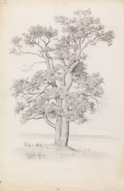 Oak by Eero Järnefelt