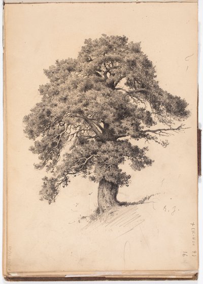 Pine Tree, page from Järnefelt