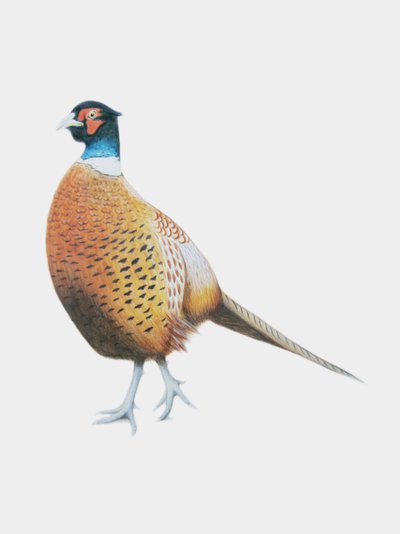 Pheasant, 2012 by Eleanor Grafton