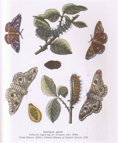 Emperor Moth, Nature in Britain Published by Collins by Eleazar (after) Albin