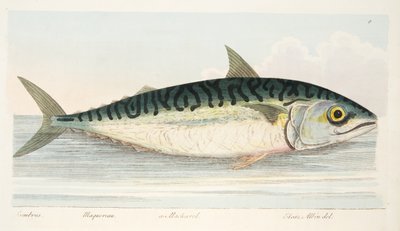 The Mackerel, from A Treatise on Fish and Fish-ponds, pub.1832 by Eleazar Albin