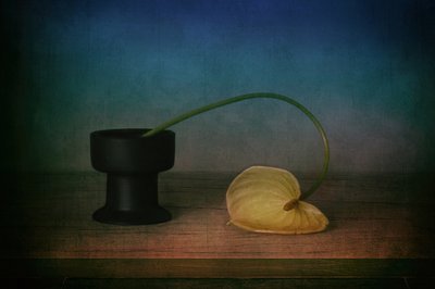 Elegant Anthurium Still Life by Elena Arjona