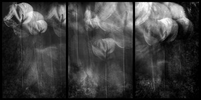 Ethereal Floral Forms by Elena Arjona
