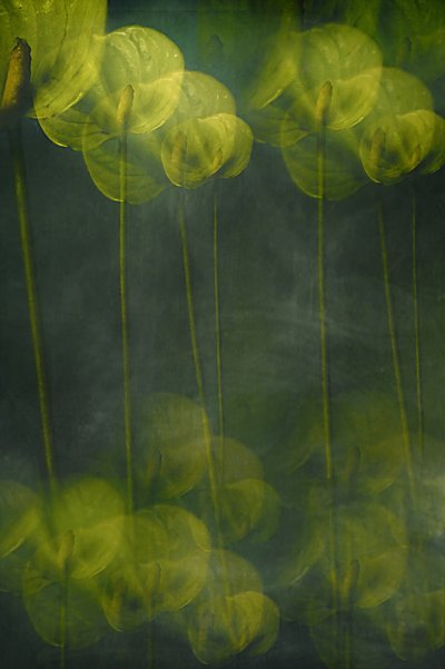 Ethereal Green Blooms by Elena Arjona