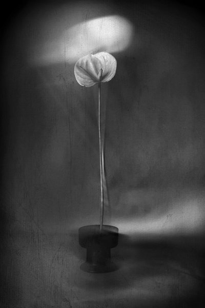 Graceful Light Bloom by Elena Arjona