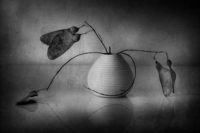 Minimalist Botanical Still Life by Elena Arjona