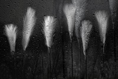 Wet Grass Raindrops by Elena Arjona
