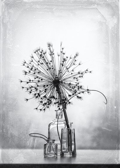 Monochrome Botanical Study by Eleonora Grigorjeva