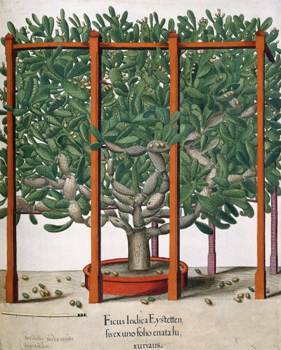 Ficus Indica Eystetten fis ex uno Folio Enata lu Xurians by Elias Gottleib Haussmann