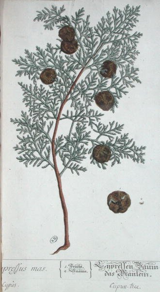 Cypress Tree, from 