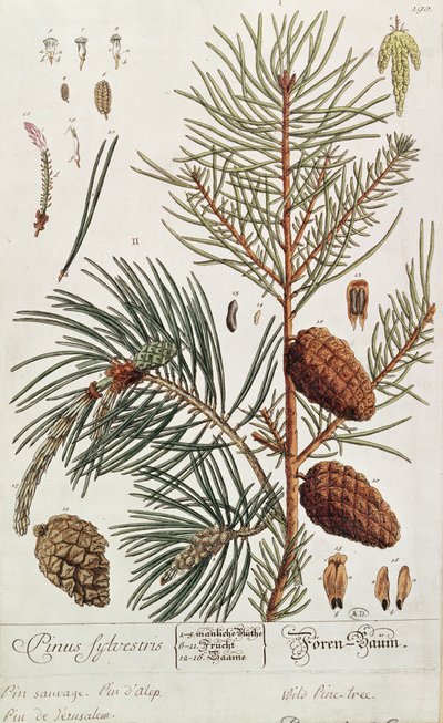 Pine Tree, from 