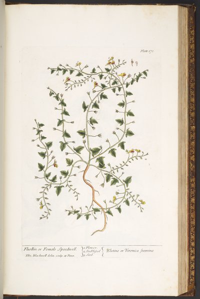 Plate 170, from 