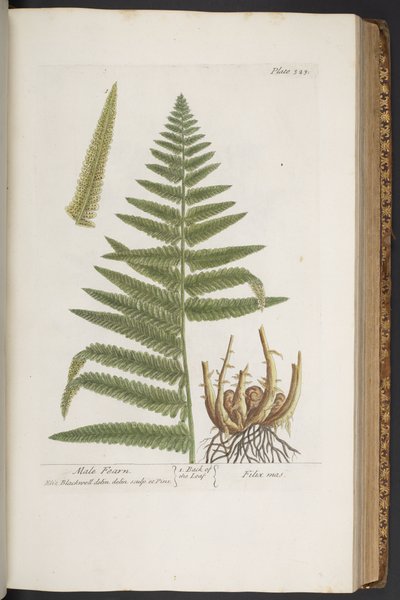 Plate 323, from 