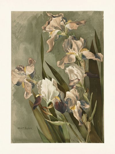 Study of Iris by Elizabeth F. Parker