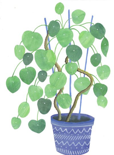 Pilea Plant by Elizabeth Rider
