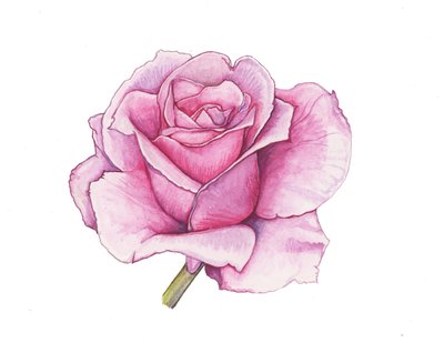 Pink Rose, 2012 by Elizabeth Rider