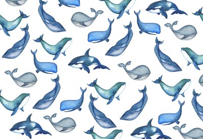Whales, 2017 by Elizabeth Rider